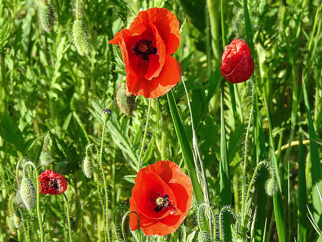 20170518 1534CPw [A+H] Mohn (Papver rhoeas), Neusiedler See