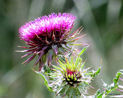 Flowering Thistle.