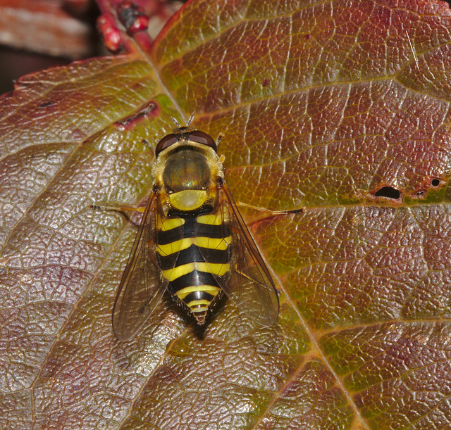 Hoverfly IMG_7723
