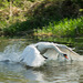 Swan Takes Flight 00 - HD Wallpaper