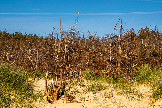 Dead trees, Newborough beach