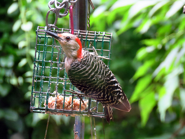 A nice surprise, a Red-breasted Woodpecker