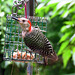 A nice surprise, a Red-breasted Woodpecker