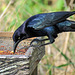 Day 7, Great-tailed Grackle