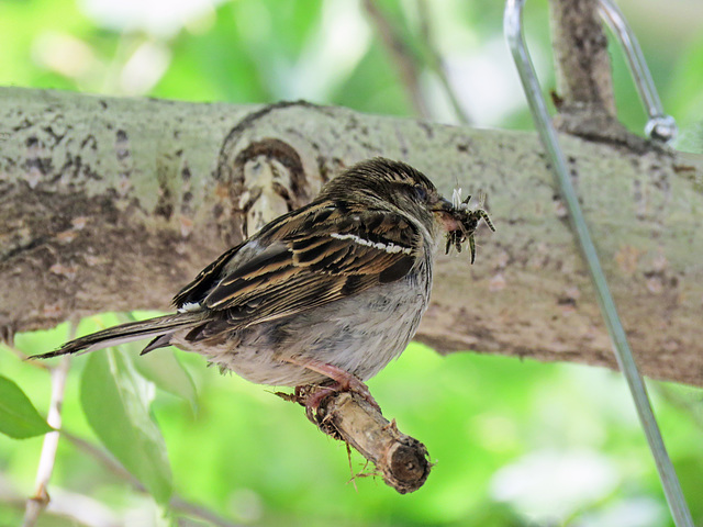 House Sparrow with insects for his babies