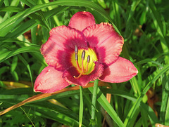 Daylily #1 Hemerocallis cv.