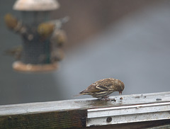 Winter is icumen in, the siskins say hello