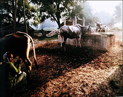 Cow dust hour -- Hastinapur