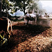 Cow dust hour -- Hastinapur