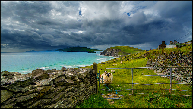 Dingle