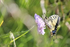 Machaon