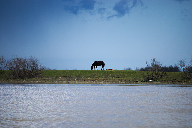 Das wilde Pferd in Jermakiw-Insel