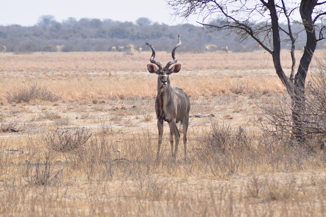 Granda kuduo. Khama rinocera naturrezervejo