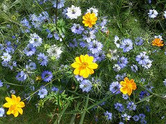 Cosmos and Love-in-a-Mist