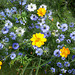 Cosmos and Love-in-a-Mist