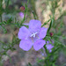 Agalinis purpureus