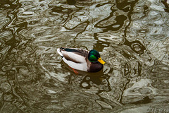 A Duck in the Water
