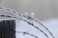 Frosty Fence