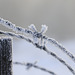 Frosty Fence