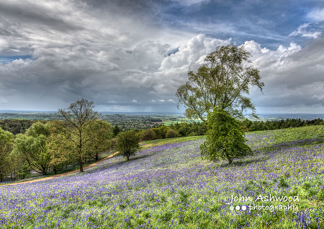 Bluebell time