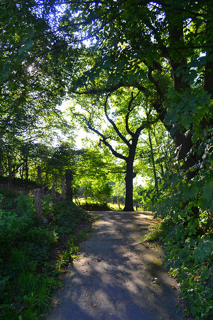 Backyard tree