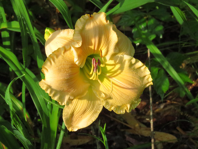 Daylily #2 Hemerocallis cv.