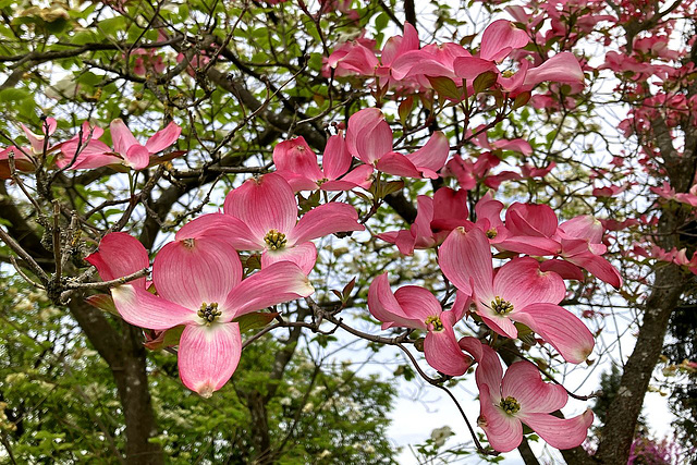 Pretty in pink