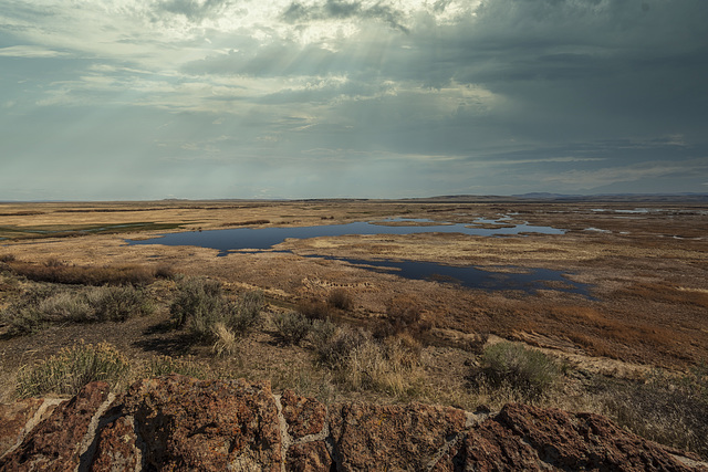 Buena Vista Pond and Wetlands