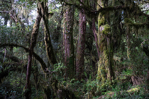 Bosque_Encantado