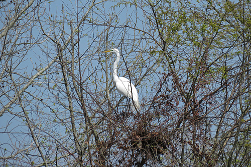 Great Egret at its Nest