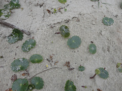 DSC00875