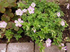 Geranium shikokianum