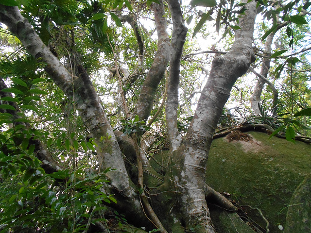 DSCN1390 - figueira-mata-pau ou muirapinima Coussapoa microcarpa, Urticaceae