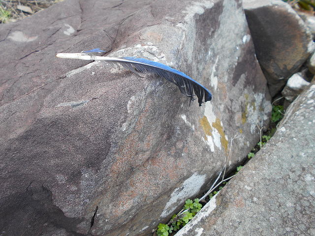 DSCN9271 - pena de gralha-azul Cyanocorax caeruleus, Corvidae Passeriformes