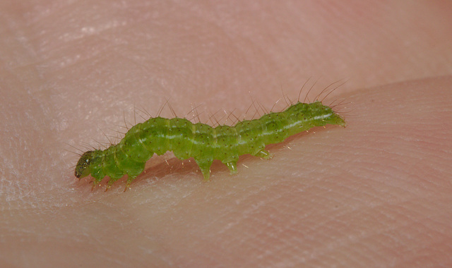 Caterpillar IMG_7716
