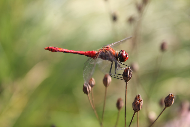 Sympetrum rouge-sang (Sympetrum sanguineum)