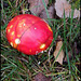 red toadstool