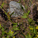 Agastache foeniculum, Lamiales, , Sequoia National Park USA L1020314