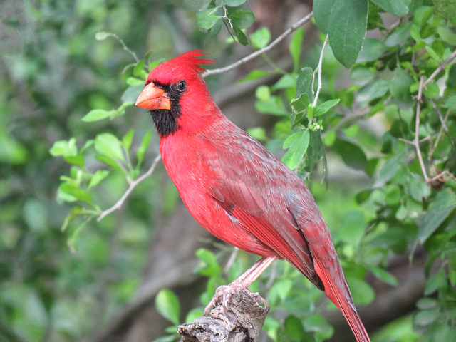 Day 7, Northern Cardinal