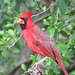 Day 7, Northern Cardinal