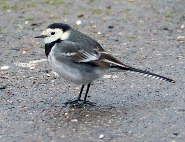 Pied wagtail