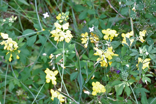 Blümchen im Wald