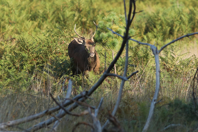 JEUNE CERF