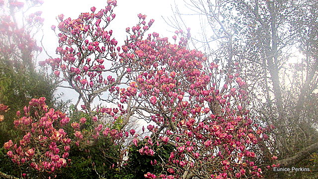 Flowering Magnolia tree.