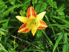 Daylily #3 Hemerocallis cv.