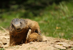 marmotte des pyrénées et "tipupuce"