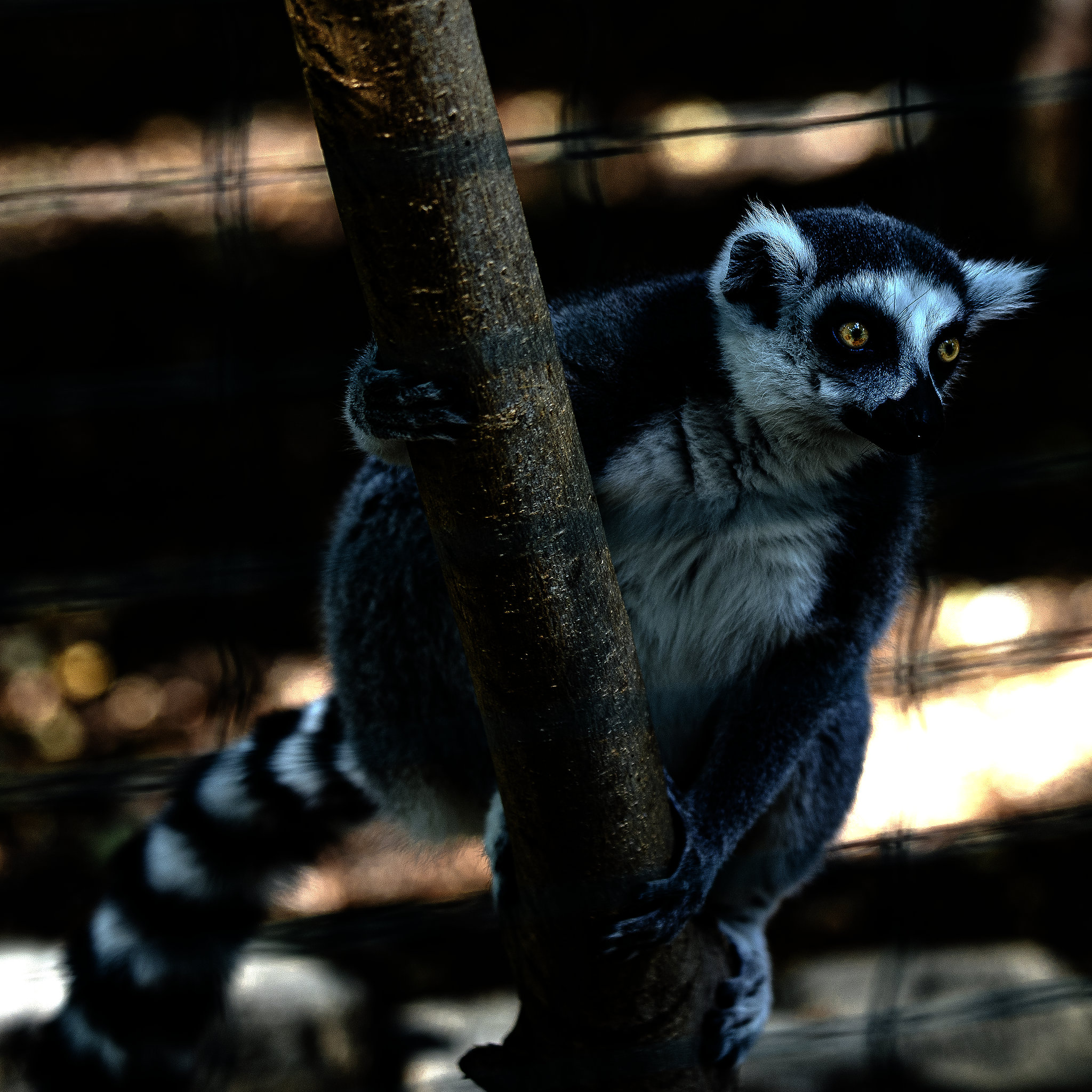 20240825_Aschersleben Tierpark (Nikon D800+Nikon D2x)