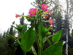 Tobacco flowers