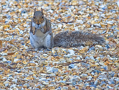 Grey Squirrel