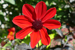 Dahlie in Rot